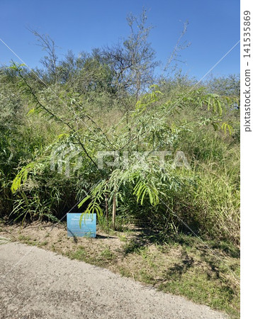 Cordoba, Argentina - April 12, 2026: Native Flora Trail and Interpretive Sign 141535869