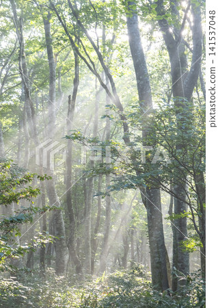 A landscape where rays of light penetrate a beech forest - Oyama Kagamiga-naru A landscape where rays of light penetrate a beech forest - Oyama Kagamiga-naru 141537048