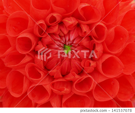 Red dahlia flower Red dahlia flower 141537078