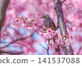櫻花盛開，紅耳鵯點點：這是日本春天充滿活力的象徵。 141537088