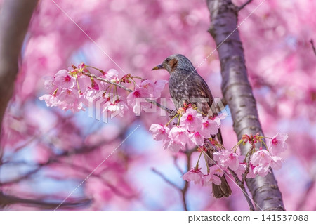 櫻花盛開，紅耳鵯點點：這是日本春天充滿活力的象徵。 141537088