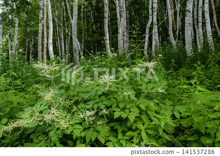 Japanese ash in a birch forest Japanese ash in a birch forest 141537286