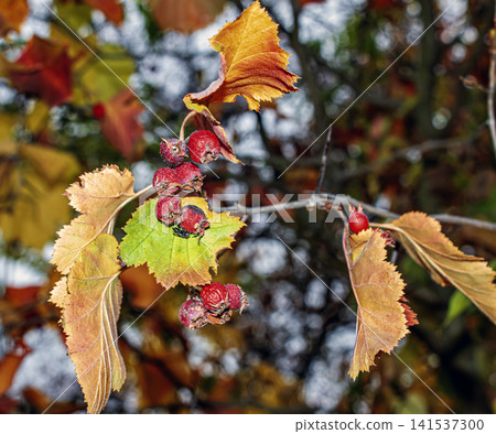 Backlit Red Fruits and Golden Leaves of Broad-Leaved Whitebeam 141537300