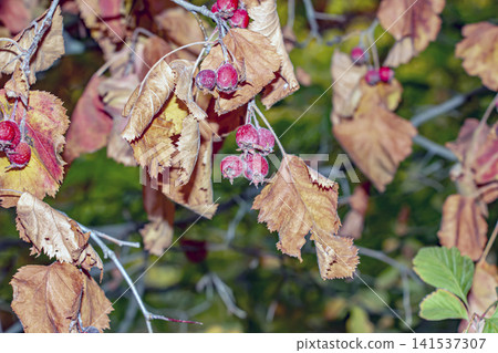 Overripe Red Fruits with Fuzzy Calyxes on Broad-Leaved Whitebeam 141537307