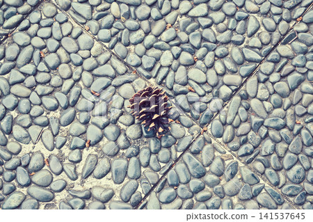 Pine cone that fell to the ground Pine cone that fell to the ground 141537645