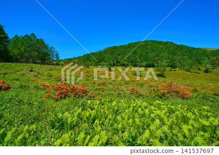 從群馬縣吾妻郡妻戀村東妻戀線(縣道94號)附近到雲之丸高原,生長著一片杜鵑花(Rhododendron molle)。 從群馬縣吾妻郡妻戀村東妻戀線(縣道94號)附近到雲之丸高原,生長著一片杜鵑花(Rhododendron molle)。 141537697