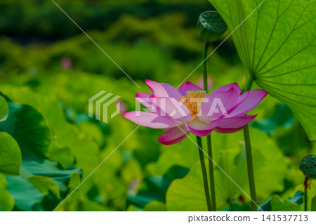 夏日陽光下,粉紅色的蓮花閃閃發光 夏日陽光下,粉紅色的蓮花閃閃發光 141537713