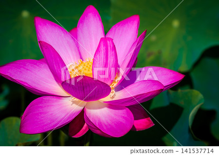 A close-up of a brightly blooming pink lotus flower. A close-up of a brightly blooming pink lotus flower. 141537714