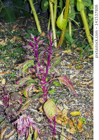 Mature Branching Celosia Plant with Purple Stems in Autumn 141537806