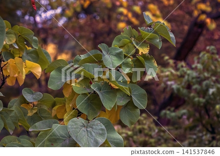 Leafy Cercis siliquastrum Branch in Colorful Autumn Garden Leafy Cercis siliquastrum Branch in Colorful Autumn Garden 141537846