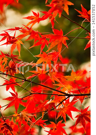 Beautiful autumn foliage in Momijiyama Beautiful autumn foliage in Momijiyama 141537852