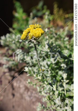 蠟菊的小黃花 141537860