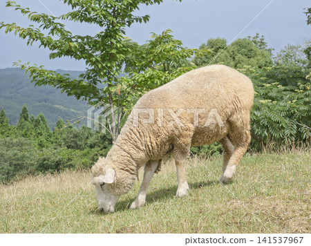 A full-body image of sheep grazing on a green hill, a peaceful grazing scene. A full-body image of sheep grazing on a green hill, a peaceful grazing scene. 141537967