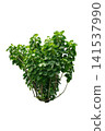 Polyscias Scutellaria-Aralia Fabian plant 141537990