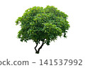 Plumeria tree 141537992