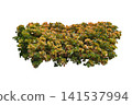 Acalpha Wilkesiana plants 141537994