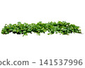 Heart shaped leaves vine 141537996
