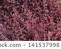 Red Alternanthera Ficoidea plant 141537998