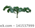 Brassica oleracea grows 141537999