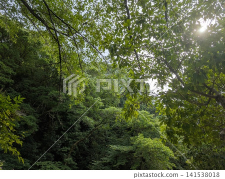 The beautiful fresh green leaves are shining through the lush forest trees and the early summer sunlight. The beautiful fresh green leaves are shining through the lush forest trees and the early summer sunlight. 141538018