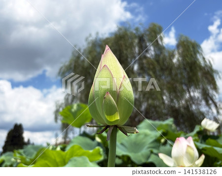 Lotus buds waiting to bloom under the blue sky Lotus buds waiting to bloom under the blue sky 141538126