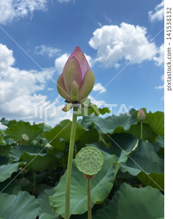 藍天下,蓮花的花苞和花托舒展著。 藍天下,蓮花的花苞和花托舒展著。 141538132