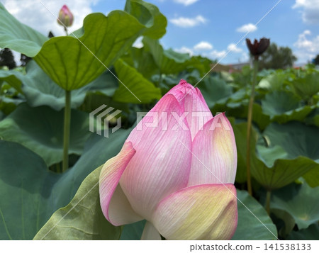 Pink lotus buds waiting to bloom under the summer sky Pink lotus buds waiting to bloom under the summer sky 141538133
