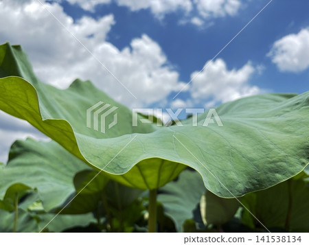 Blue sky and summer clouds seen through lotus leaves Blue sky and summer clouds seen through lotus leaves 141538134