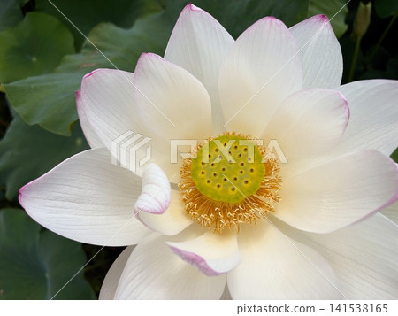 Summer lotus flowers with beautiful pale pink edges Summer lotus flowers with beautiful pale pink edges 141538165