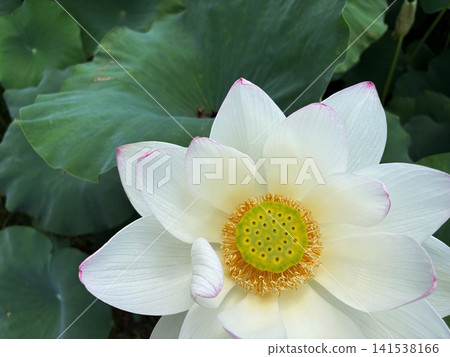 White lotus flowers blooming amidst large green leaves White lotus flowers blooming amidst large green leaves 141538166