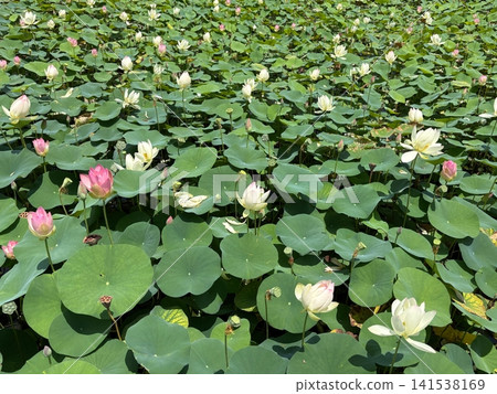 A lotus pond in summer, covered in white and pink lotus flowers. A lotus pond in summer, covered in white and pink lotus flowers. 141538169