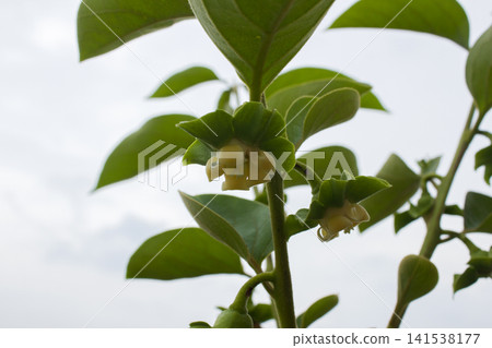 It is a persimmon tree with yellow flowers. 141538177