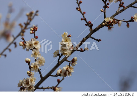 White plum blossoms blooming in early spring White plum blossoms blooming in early spring 141538368