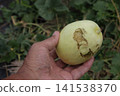 Pest control measures for yellow melon fields: Damage caused by nutria 141538370