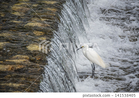 A little egret (egret) hunting for prey under a dam at Kamogawa River in Kyoto City A little egret (egret) hunting for prey under a dam at Kamogawa River in Kyoto City 141538405