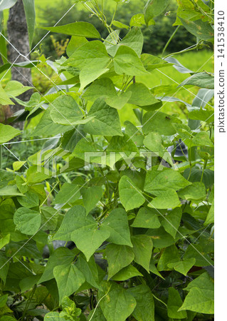 It is a pea vine. 141538410
