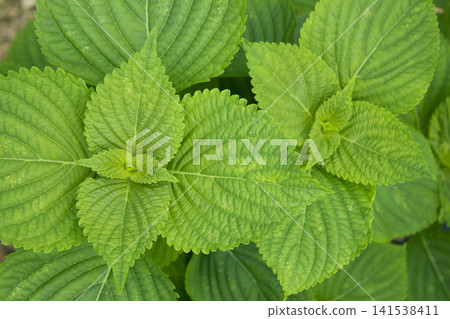 This is a close-up of a perilla leaf. This is a close-up of a perilla leaf. 141538411