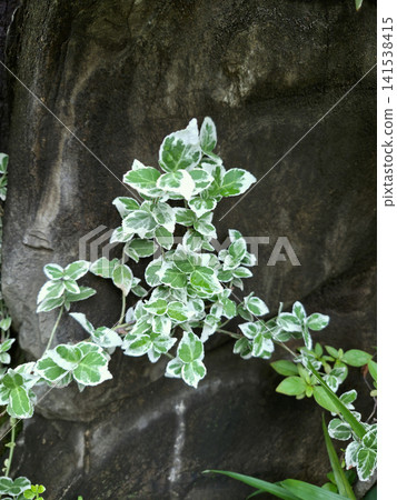 It is a vine of the silver edged wintercreeper. It is a vine of the silver edged wintercreeper. 141538415