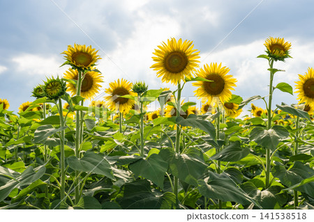 清瀨的向日葵花田在日落時分 清瀨的向日葵花田在日落時分 141538518