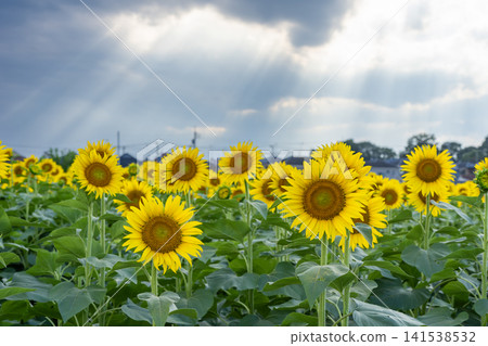 清瀨的向日葵花田在日落時分 清瀨的向日葵花田在日落時分 141538532