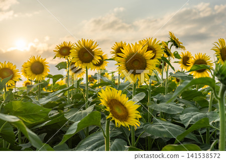 清瀨的向日葵花田在日落時分 清瀨的向日葵花田在日落時分 141538572