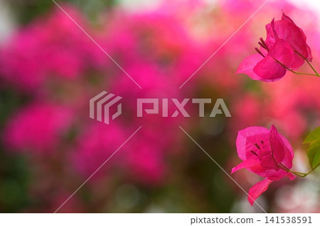 Pink bougainvillea shimmering in the light and a fantastical background Pink bougainvillea shimmering in the light and a fantastical background 141538591