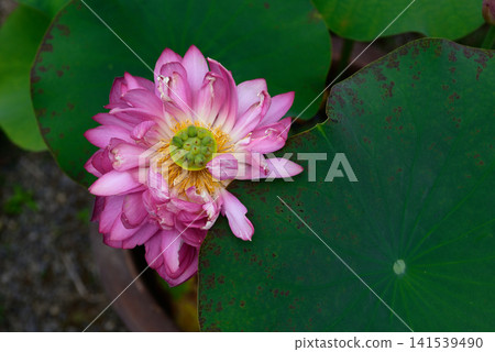 大連寺、花蓮、飛虹 大連寺、花蓮、飛虹 141539490