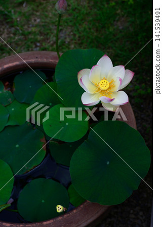 大連寺、花蓮、正舞日 大連寺、花蓮、正舞日 141539491