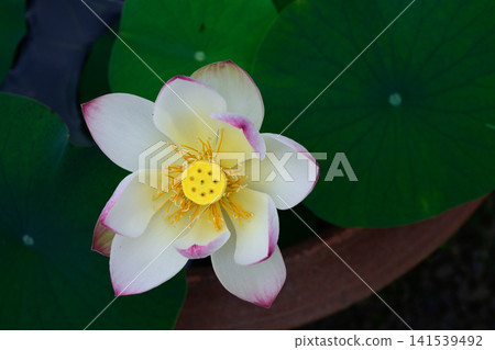 大連寺、花蓮、正舞日 大連寺、花蓮、正舞日 141539492