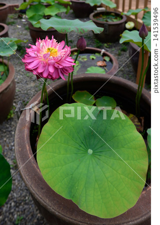 大連寺、花蓮、飛虹 大連寺、花蓮、飛虹 141539496