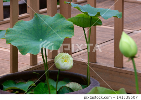 花蓮大連寺 花蓮大連寺 141539507