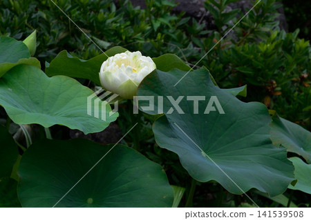 花蓮大連寺 花蓮大連寺 141539508