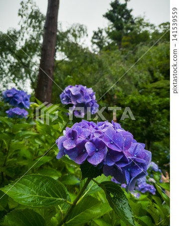 Purple hydrangeas blooming at Meigetsuin Temple in Kamakura, Japan Purple hydrangeas blooming at Meigetsuin Temple in Kamakura, Japan 141539559