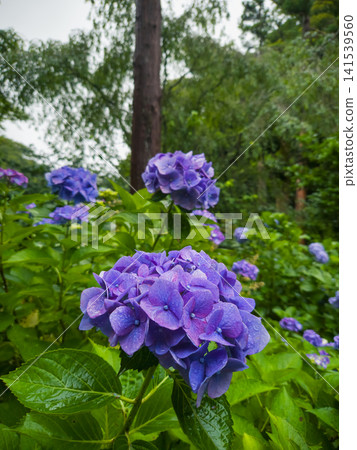 Purple Hydrangea Flowers at Meigetsuin Temple in Kamakura, Japan Purple Hydrangea Flowers at Meigetsuin Temple in Kamakura, Japan 141539560